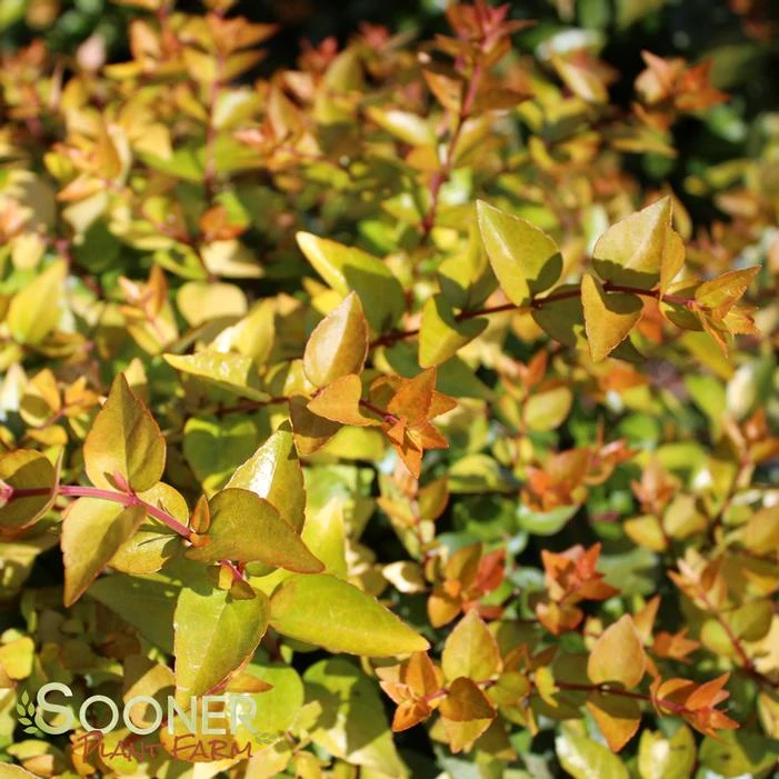 CANYON CREEK ABELIA 3 CANYON CREEK ABELIA