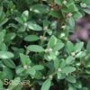 WINTERGREEN KOREAN BOXWOOD -NatureScape Shop DETA 3802
