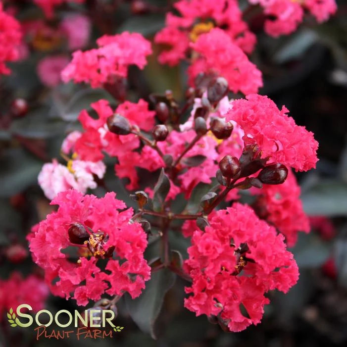 DOUBLE DYNAMITE® CRAPEMYRTLE 7 DOUBLE DYNAMITE® CRAPEMYRTLE - Image 5