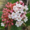 SUGAR 'N SPICE™ VIBURNUM -NatureScape Shop DETA 3814