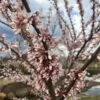 COTTON CANDY™ REDBUD 2 COTTON CANDY™ REDBUD -NatureScape Shop DETA 3831