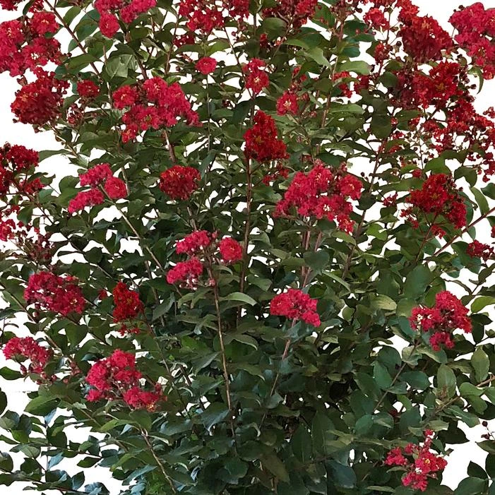 COLORAMA™ SCARLET CRAPEMYRTLE 4 COLORAMA™ SCARLET CRAPEMYRTLE - Image 2