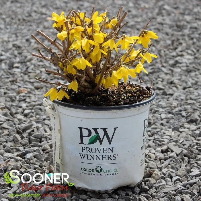 FLYING MACHINE® FORSYTHIA 5 FLYING MACHINE® FORSYTHIA - Image 3