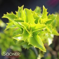 CASTLE KEEP® BLUE HOLLY 7 CASTLE KEEP® BLUE HOLLY -NatureScape Shop DETA 3847