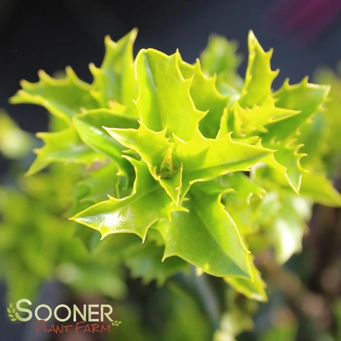 CASTLE KEEP® BLUE HOLLY 5 CASTLE KEEP® BLUE HOLLY - Image 3