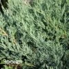 MONTANA MOSS® JUNIPER 2 MONTANA MOSS® JUNIPER -NatureScape Shop DETA 3848