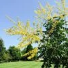 SUMMERBURST® GOLDEN RAINTREE 1 SUMMERBURST® GOLDEN RAINTREE -NatureScape Shop DETA 3871