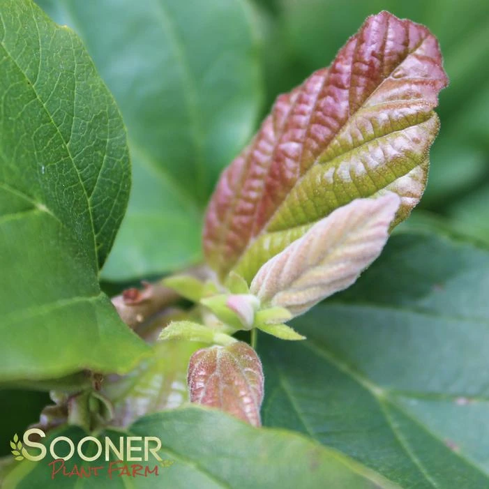 RUBY VASE® PERSIAN IRONWOOD 3 RUBY VASE® PERSIAN IRONWOOD - Image 2