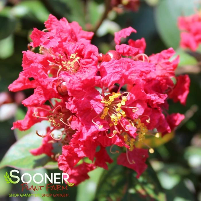 RIKKI TIKKI® ROUGE CRAPEMYRTLE 3 RIKKI TIKKI® ROUGE CRAPEMYRTLE