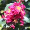RIKKI TIKKI® PINK CRAPEMYRTLE 2 RIKKI TIKKI® PINK CRAPEMYRTLE -NatureScape Shop DETA 3889