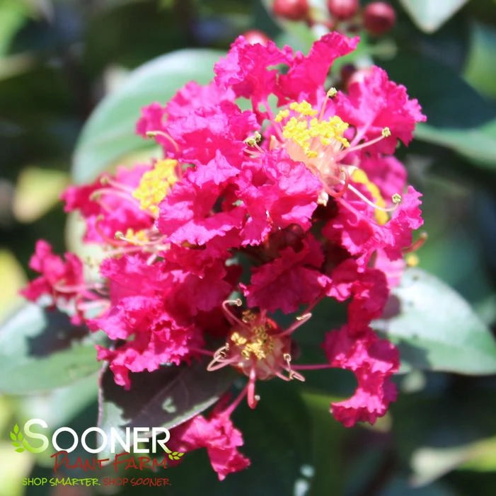 RIKKI TIKKI® PINK CRAPEMYRTLE 3 RIKKI TIKKI® PINK CRAPEMYRTLE