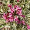 MY MONET PURPLE EFFECT® WEIGELA 2 MY MONET PURPLE EFFECT® WEIGELA -NatureScape Shop DETA 3893