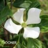 VENUS® DOGWOOD 1 VENUS® DOGWOOD -NatureScape Shop DETA 3918