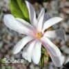 LEONARD MESSEL MAGNOLIA -NatureScape Shop DETA 3927