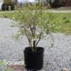 KOJO-NO-MAI ORNAMENTAL CHERRY BUSH -NatureScape Shop DETA 3931