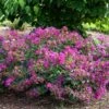 BELLINI® GRAPE CRAPEMYRTLE 1 BELLINI® GRAPE CRAPEMYRTLE -NatureScape Shop DETA 3955