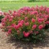 BELLINI® RASPBERRY CRAPEMYRTLE -NatureScape Shop DETA 3956
