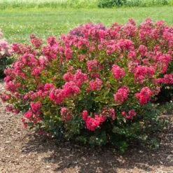 BELLINI® RASPBERRY CRAPEMYRTLE