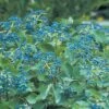 BLUE MUFFIN® VIBURNUM -NatureScape Shop DETA 400