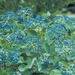 BLUE MUFFIN® VIBURNUM