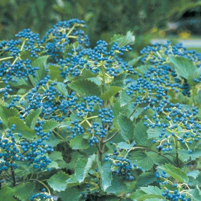 BLUE MUFFIN® VIBURNUM 3 BLUE MUFFIN® VIBURNUM