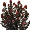THUNDERSTRUCK™ CORAL BOOM™ CRAPEMYRTLE 1 THUNDERSTRUCK™ CORAL BOOM™ CRAPEMYRTLE -NatureScape Shop DETA 4032