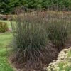 BLACKHAWKS BIG BLUESTEM 2 BLACKHAWKS BIG BLUESTEM -NatureScape Shop DETA 4037