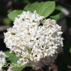 KOREAN SPICE VIBURNUM -NatureScape Shop DETA 404