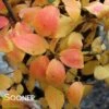 FRAGRANT VIBURNUM -NatureScape Shop DETA 406