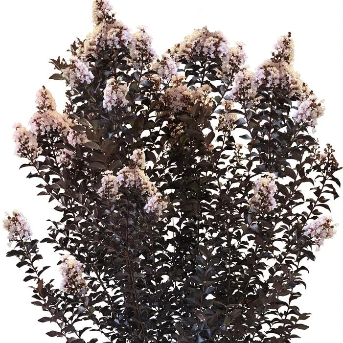 THUNDERSTRUCK™ WHITE FLASH CRAPEMYRTLE 4 THUNDERSTRUCK™ WHITE FLASH CRAPEMYRTLE - Image 2