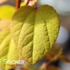 CLAIM JUMPER™ GOLDEN KATSURA TREE -NatureScape Shop DETA 4068