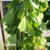 SARATOGA GINKGO -NatureScape Shop DETA 4072