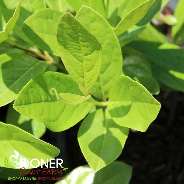 WINTERTHUR VIBURNUM 3 WINTERTHUR VIBURNUM