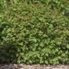 DWARF EUROPEAN CRANBERRY BUSH -NatureScape Shop DETA 410
