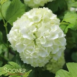 EASTERN SNOWBALL VIBURNUM 7 EASTERN SNOWBALL VIBURNUM -NatureScape Shop DETA 411