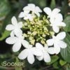 SUMMER SNOWFLAKE DOUBLEFILE VIBURNUM 1 SUMMER SNOWFLAKE DOUBLEFILE VIBURNUM -NatureScape Shop DETA 413