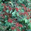 MARIESII IMPROVED DOUBLEFILE VIBURNUM -NatureScape Shop DETA 414