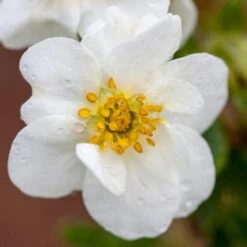 CRÈME BRÛLÉE™ POTENTILLA 5 CRÈME BRÛLÉE™ POTENTILLA -NatureScape Shop DETA 4197