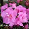 PERFECTO MUNDO® DOUBLE PURPLE AZALEA -NatureScape Shop DETA 4240