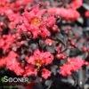 CENTER STAGE® RED CRAPEMYRTLE 1 CENTER STAGE® RED CRAPEMYRTLE -NatureScape Shop DETA 4254