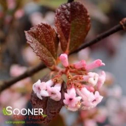 SWEET TALKER® VIBURNUM -NatureScape Shop DETA 4262
