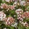 SPICE ISLAND™ VIBURNUM 2 SPICE ISLAND™ VIBURNUM -NatureScape Shop DETA 4272