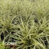 EVERGOLD VARIEGATED SEDGE 2 EVERGOLD VARIEGATED SEDGE -NatureScape Shop DETA 4286