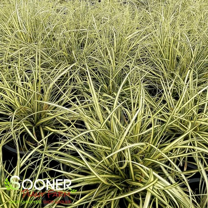 EVERGOLD VARIEGATED SEDGE 3 EVERGOLD VARIEGATED SEDGE