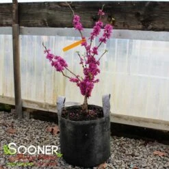 DON EGOLF MINIATURE REDBUD -NatureScape Shop DETA 430