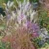 LITTLE MISS MAIDEN GRASS -NatureScape Shop DETA 4308