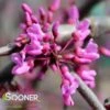 LAVENDER TWIST™ WEEPING REDBUD -NatureScape Shop DETA 431