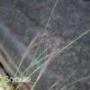 UNDAUNTED® RUBY MUHLY GRASS -NatureScape Shop DETA 4310