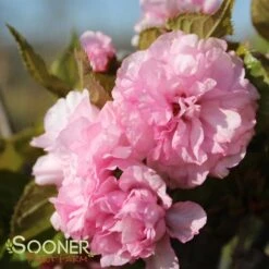 KWANZAN ORNAMENTAL CHERRY -NatureScape Shop DETA 432