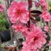 PINK CASCADE WEEPING ORNAMENTAL PEACH -NatureScape Shop DETA 4342